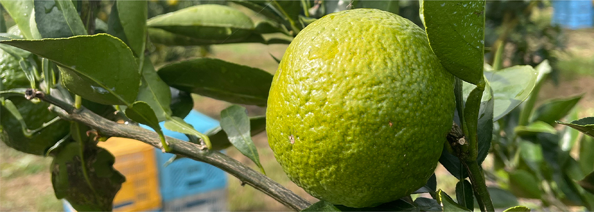 幻の果実、「じゃばら」とは