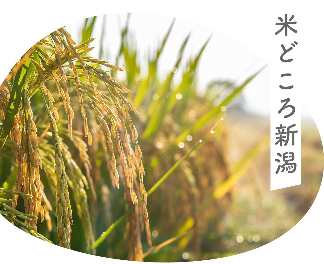 米どころ新潟
